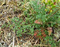 Lomatium serpentinum