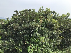 Rhaphiolepis umbellata