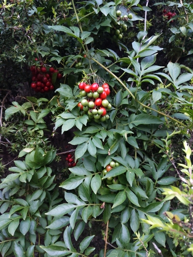 Brazilian Nightshade