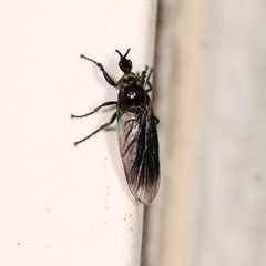 Dilophus febrilis