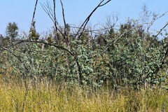 Eucalyptus sturgissiana