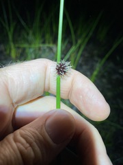 Chorizandra sphaerocephala