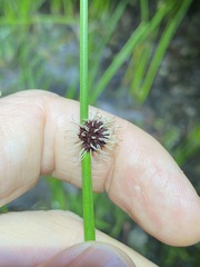 Chorizandra sphaerocephala