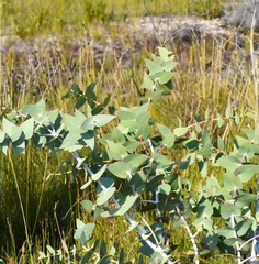 Eucalyptus sturgissiana