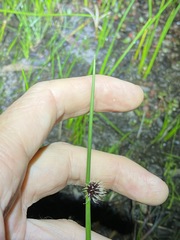 Chorizandra sphaerocephala