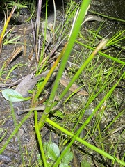 Chorizandra sphaerocephala