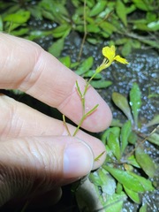 Goodenia paniculata