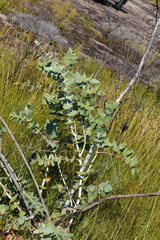 Eucalyptus sturgissiana
