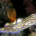 Zephyr Hypselodoris - Photo (c) Steve Childs, some rights reserved (CC BY)