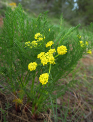Lomatium filicinum