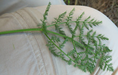 Lomatium filicinum