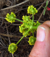 Lomatium filicinum