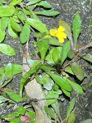 Goodenia paniculata