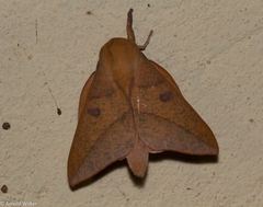 Adeloneivaia subangulata