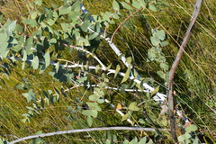 Eucalyptus sturgissiana