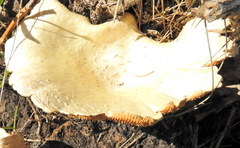 Lentinus sajor-caju