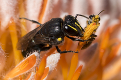 Hylaeus alcyoneus