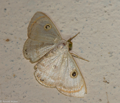 Argyrotome muricolor