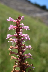 Satyrium macrophyllum
