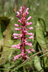 Satyrium macrophyllum