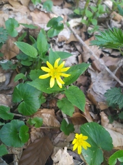 Ficaria verna