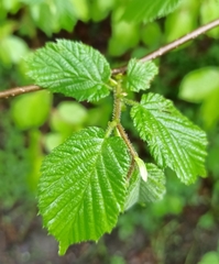 Corylus avellana