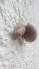 Helix pomatia