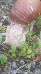 Helix pomatia