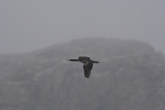 Leucocarbo ranfurlyi