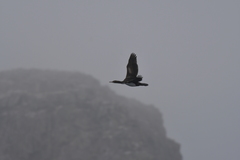 Leucocarbo ranfurlyi