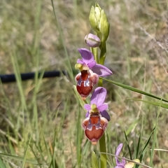 Ophrys delphinensis