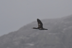 Leucocarbo ranfurlyi