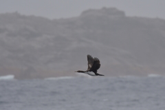 Leucocarbo ranfurlyi