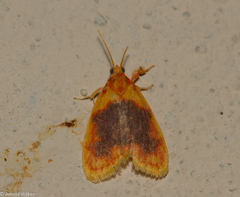 Rhodographa phaeoplaga