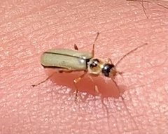 Metacantharis clypeata