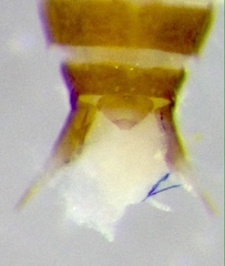 Adversaeschna brevistyla