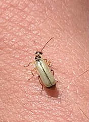 Metacantharis clypeata