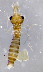 Adversaeschna brevistyla