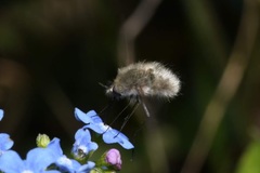 Bombylius cinerascens