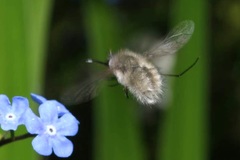 Bombylius cinerascens