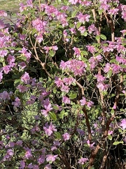 Rhododendron