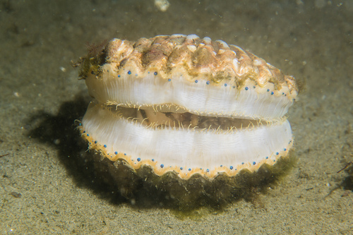 Atlantic Bay Scallop