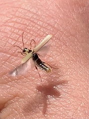 Metacantharis clypeata