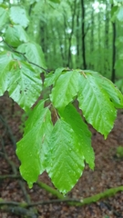 Fagus sylvatica