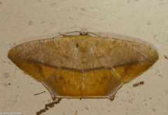 Prochoerodes onustaria