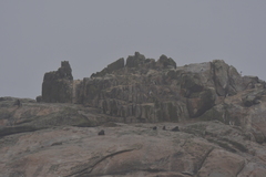 Leucocarbo ranfurlyi