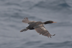 Leucocarbo ranfurlyi