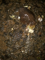 Uperodon globulosus