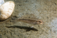 Centropristis striata