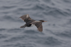 Leucocarbo ranfurlyi